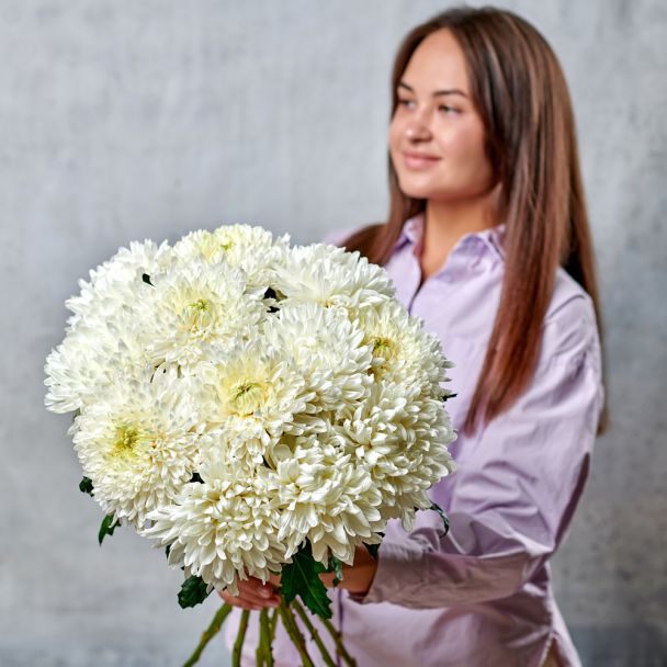 Хризантема "Антонов"